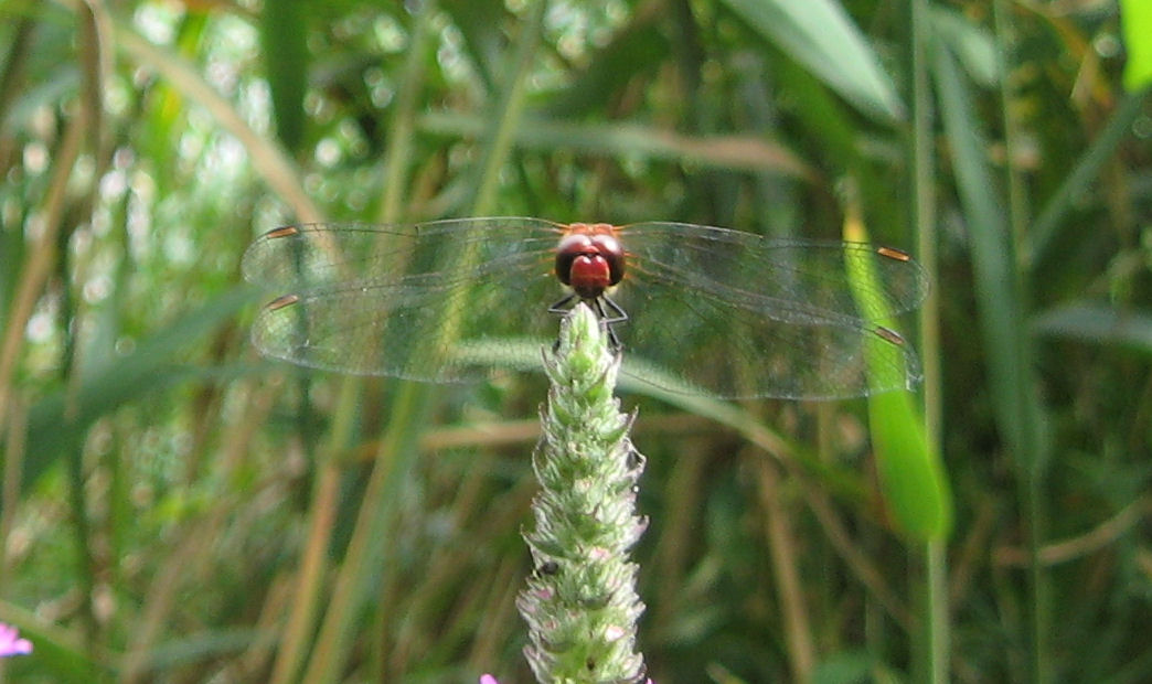 Odonati del lago di Piano